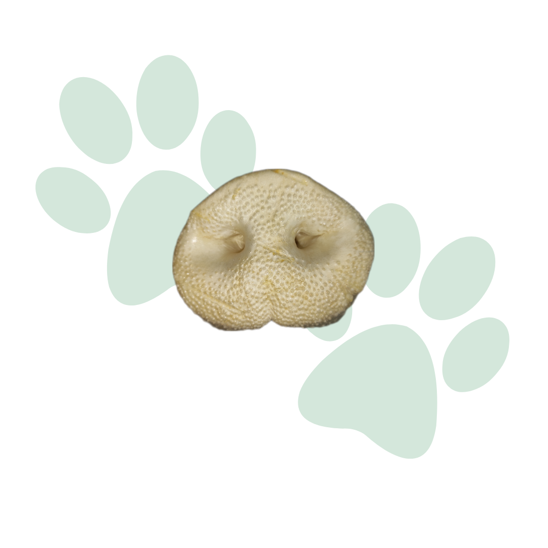 Puffed Pig Snout (3 Pack, 10 Pack)