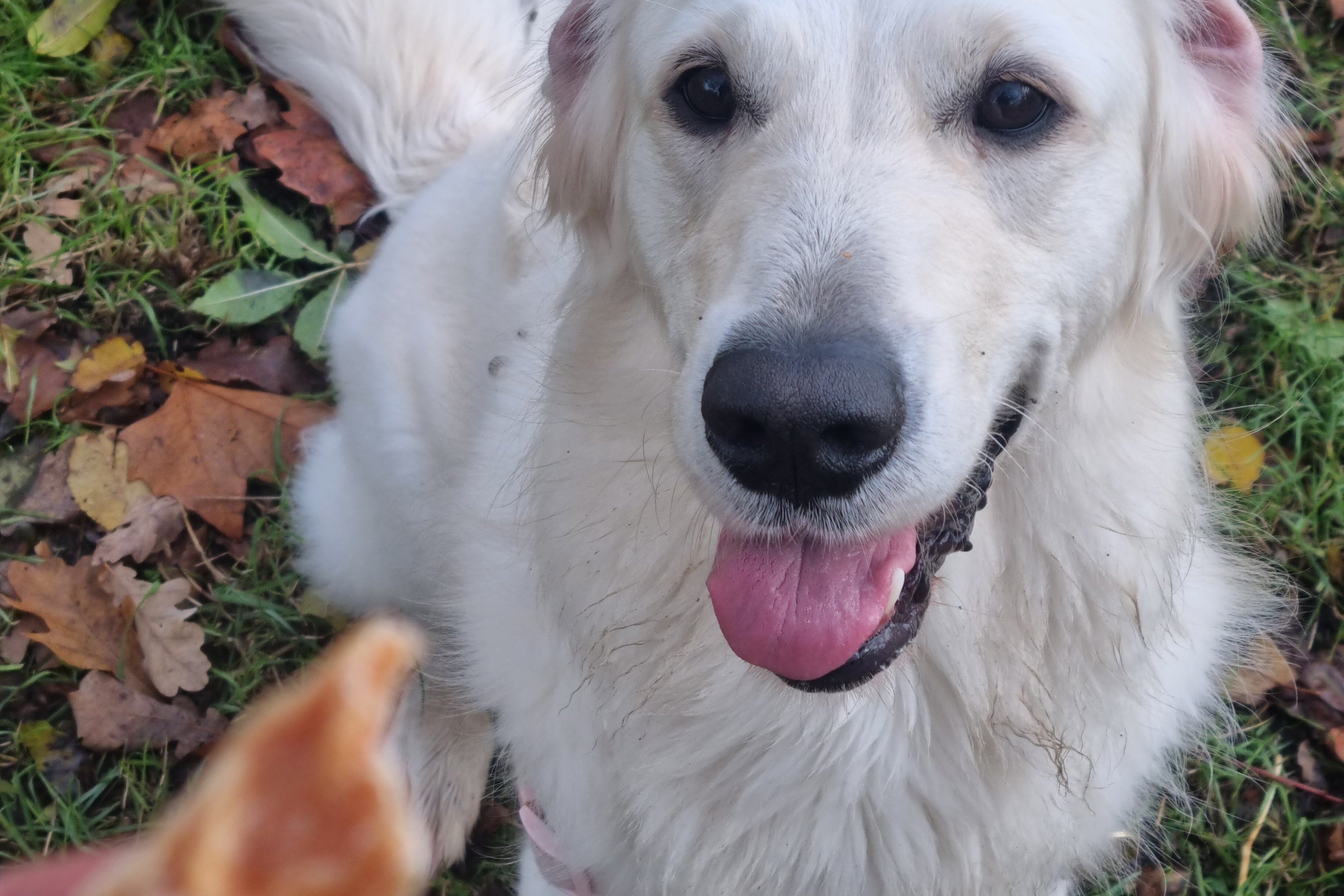 dog looking at natural dehydrated dog treat